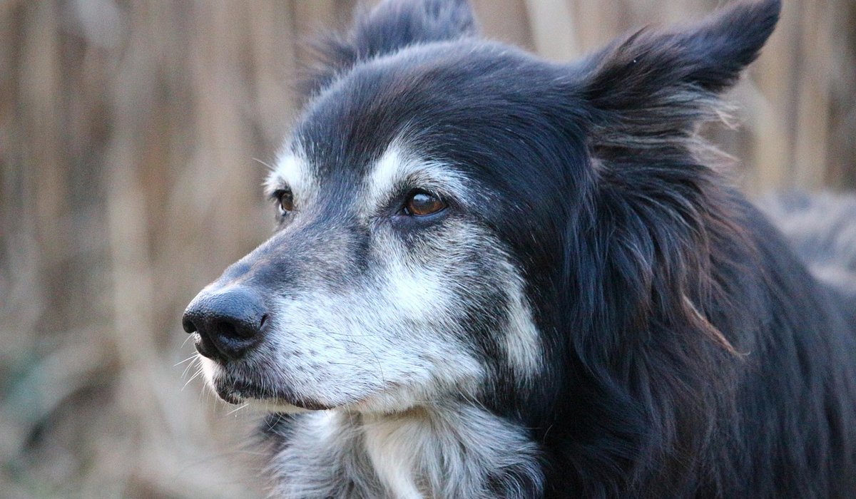 Attracting Hedgehogs to a Suburban Garden Safely