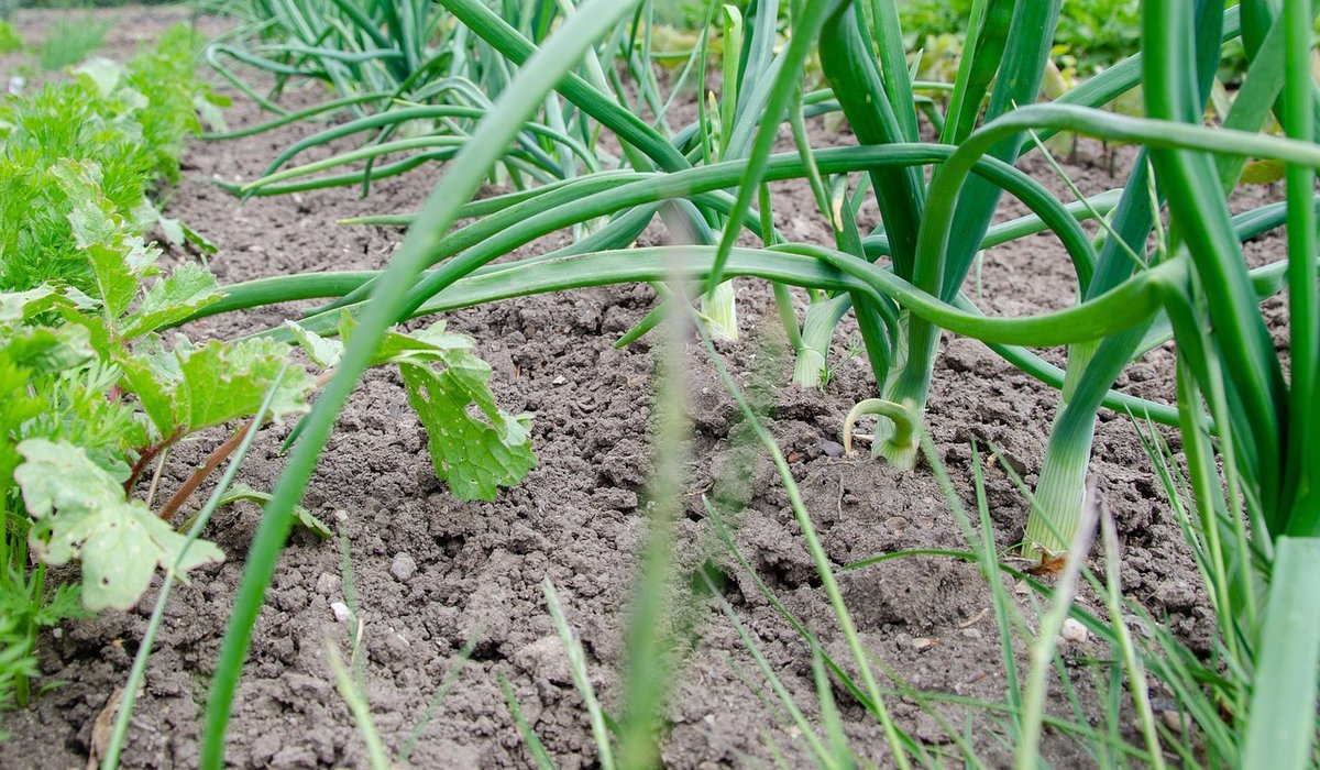 Choosing the Best Mulch for Flower Beds