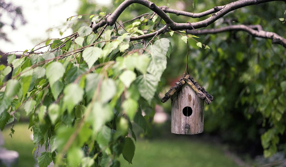 Encouraging Birds with Winter Garden Feeders