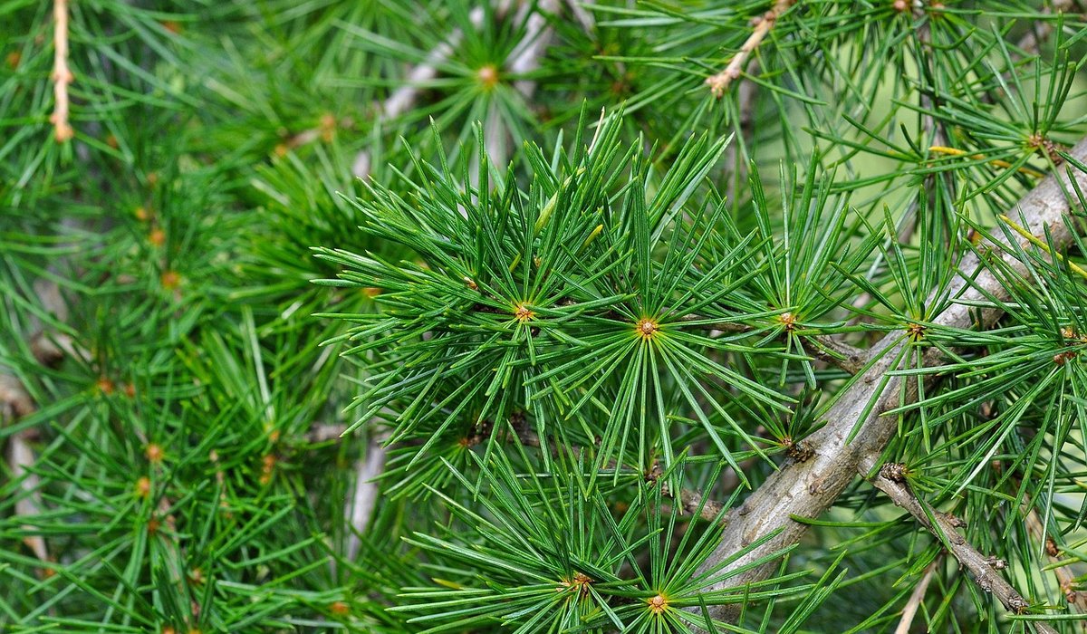 Recognising Common Tree Diseases in UK Gardens