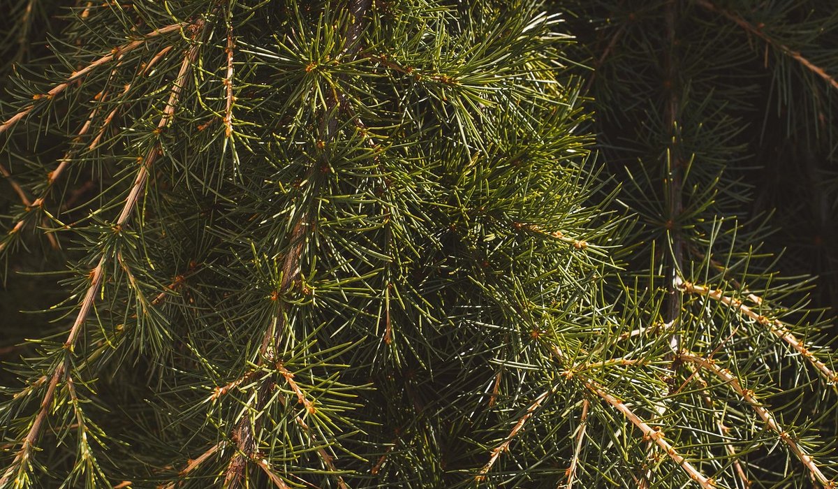 Understanding Soil pH for Healthier Garden Plants